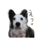 コーギー大好き6（個別スタンプ：6）