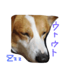 コーギー大好き6（個別スタンプ：7）