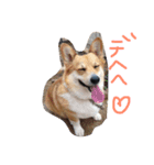 コーギー大好き6（個別スタンプ：9）
