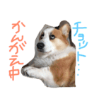 コーギー大好き6（個別スタンプ：10）