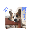 コーギー大好き6（個別スタンプ：12）