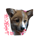 コーギー大好き6（個別スタンプ：16）