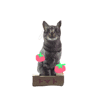 うちのネコちゃんたち（個別スタンプ：3）