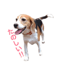 ビーグルひまこ（個別スタンプ：8）
