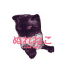 ビーグルひまこ（個別スタンプ：14）