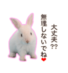 うさぎ好きの方、必見です！！（個別スタンプ：14）