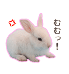 うさぎ好きの方、必見です！！（個別スタンプ：19）