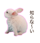 うさぎ好きの方、必見です！！（個別スタンプ：33）