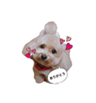 トイプードルの花ちゃん（個別スタンプ：2）