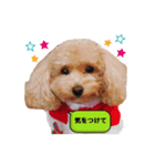 トイプードルの花ちゃん（個別スタンプ：7）