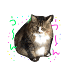 ぐりたんのつぶやき（個別スタンプ：12）