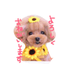 癒しのノアちゃんスタンプ（個別スタンプ：1）