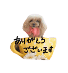 癒しのノアちゃんスタンプ（個別スタンプ：3）
