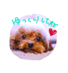 癒しのノアちゃんスタンプ（個別スタンプ：7）