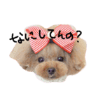 癒しのノアちゃんスタンプ（個別スタンプ：8）