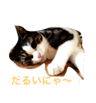 猫のくりちゃん（個別スタンプ：1）