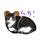 猫のくりちゃん（個別スタンプ：2）