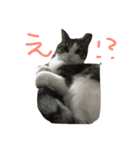 猫のくりちゃん（個別スタンプ：3）