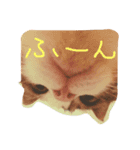 猫のくりちゃん（個別スタンプ：4）