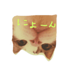 猫のくりちゃん（個別スタンプ：5）