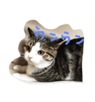 猫のくりちゃん（個別スタンプ：6）