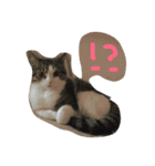 猫のくりちゃん（個別スタンプ：9）