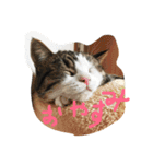 猫のくりちゃん（個別スタンプ：11）