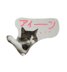猫のくりちゃん（個別スタンプ：12）