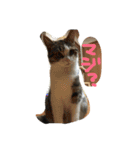 猫のくりちゃん（個別スタンプ：13）