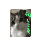 猫のくりちゃん（個別スタンプ：14）