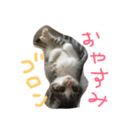 猫のくりちゃん（個別スタンプ：16）