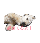 こもなめの日常（個別スタンプ：9）