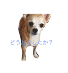 こもなめの日常（個別スタンプ：10）