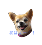 こもなめの日常（個別スタンプ：12）