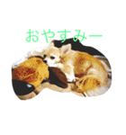 こもなめの日常（個別スタンプ：13）