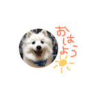 もふもふたち（個別スタンプ：1）