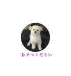もふもふたち（個別スタンプ：6）