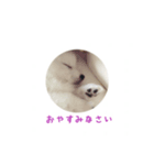 もふもふたち（個別スタンプ：8）