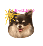 かわうそチワワののほほんな毎日（個別スタンプ：2）