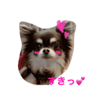 かわうそチワワののほほんな毎日（個別スタンプ：3）