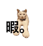 伊藤家の猫達（個別スタンプ：8）