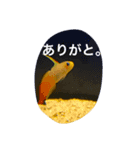 うみのなかま？（個別スタンプ：3）