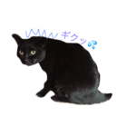 ねこと子供たち（個別スタンプ：15）