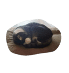 可愛いにゃんこベル（個別スタンプ：4）