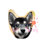 柴犬 蘭（個別スタンプ：1）