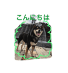 柴犬 蘭（個別スタンプ：2）