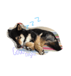 柴犬 蘭（個別スタンプ：3）