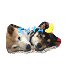 柴犬 蘭（個別スタンプ：4）