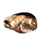 柴犬 蘭（個別スタンプ：5）