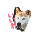 柴犬 蘭（個別スタンプ：6）